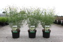 Coreopsis verticillata 'Moonbeam' cont. 3,6L +f