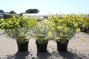 Coreopsis verticillata 'Moonbeam' cont. 3,6L +p