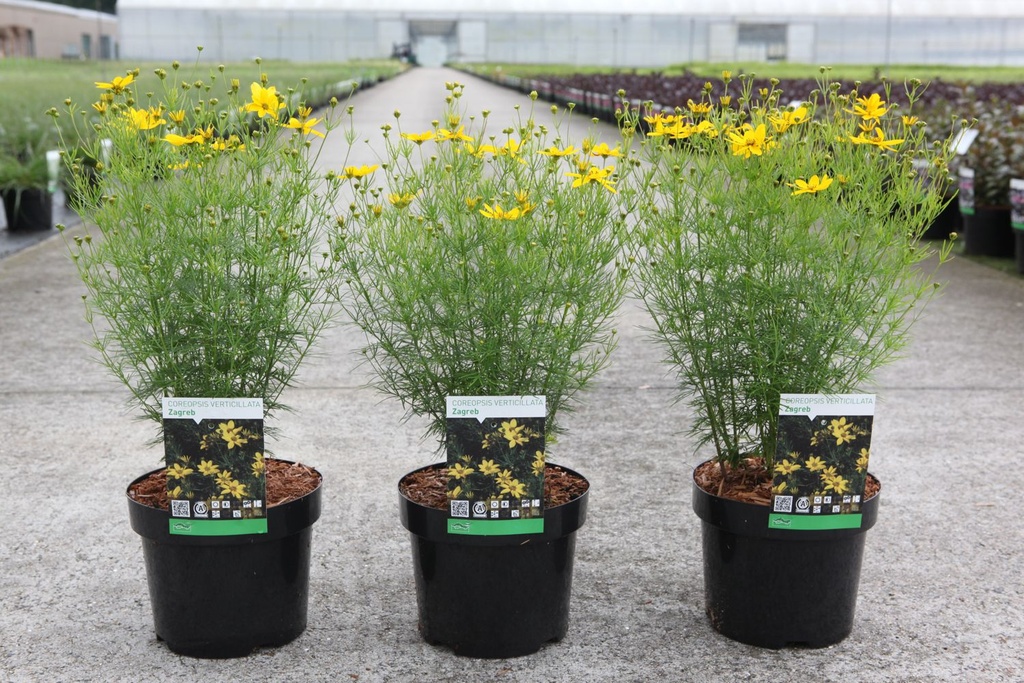 Coreopsis verticillata 'Zagreb' cont. 3,6L +f