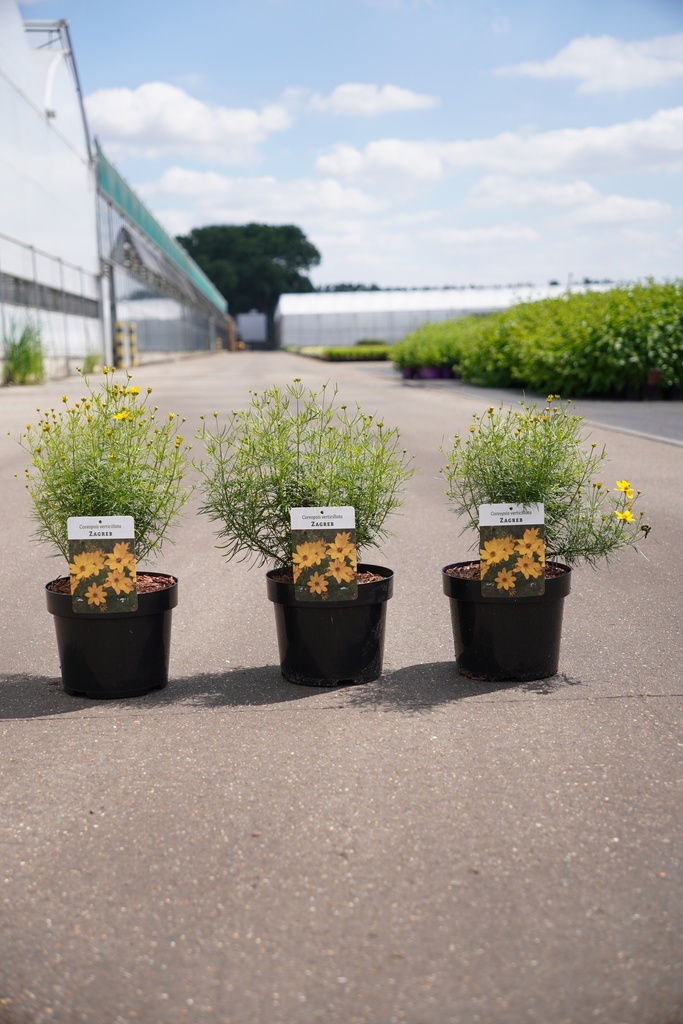 [P] Coreopsis verticillata 'Zagreb' cont. 3,6L +p