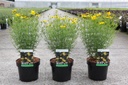 Coreopsis verticillata 'Zagreb' cont. 3,6L +f