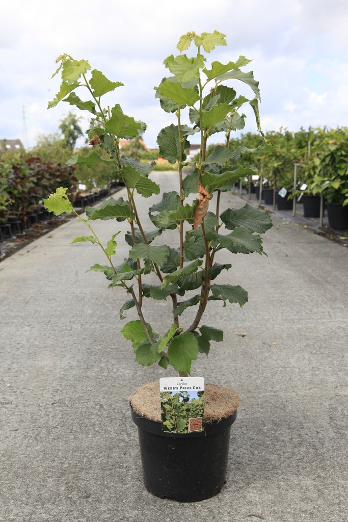 [P] Corylus 'Webb's Prize Cob' cont. 7,5L 60-80 cm +ф