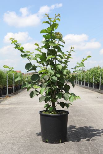 [P] Corylus 'Webb's Prize Cob' cont. 7,5L 60-80 cm +B