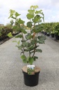 Corylus 'Webb's Prize Cob' Kont. 7,5L 60-80 cm +B