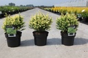 Cryptomeria japonica 'Vilmorin Gold' cont. 3L 25-30 cm +p