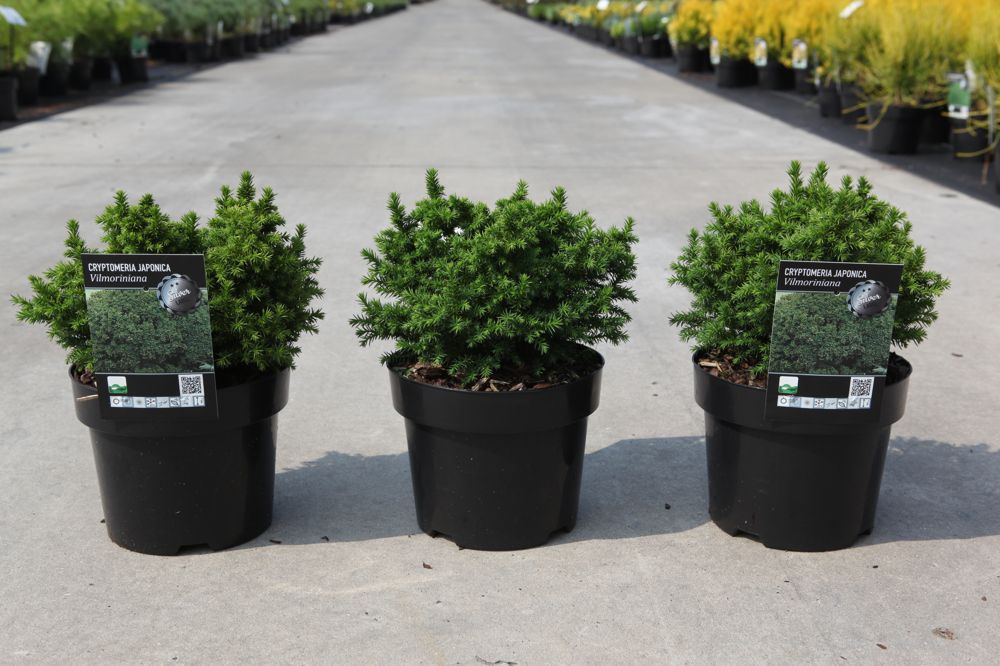 Cryptomeria japonica 'Vilmoriniana' cont. 3L 25-30 cm +p