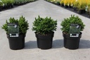 Cryptomeria japonica 'Vilmoriniana' cont. 3L 25-30 cm +ф