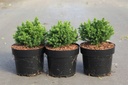 Cryptomeria japonica 'Vilmoriniana' cont. 3L 25-30 cm +B