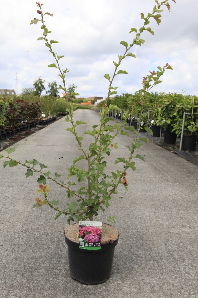 [P] Crataegus media 'Paul's Scarlet' cont. 12L 175-200 cm feathered +p
