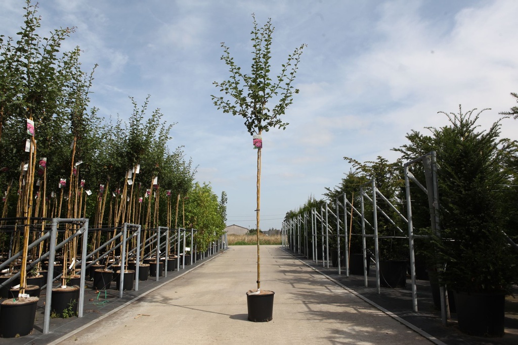 Crataegus media 'Paul's Scarlet' cont. 12L 150 cm standard +p