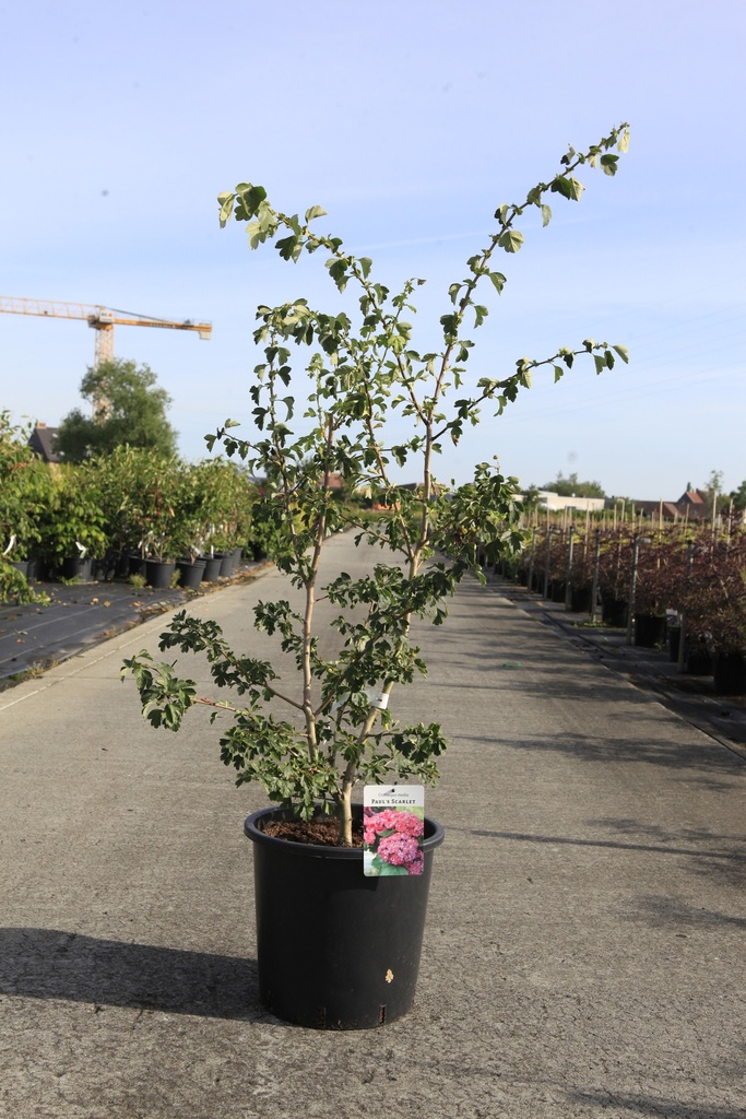 [P] Crataegus media 'Paul's Scarlet' cont. 12L 150 cm tige +p