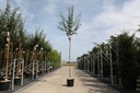 Crataegus media 'Paul's Scarlet' cont. 12L 150 cm standard +p