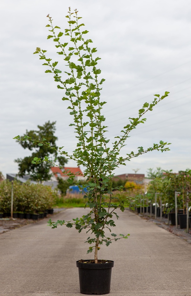 [P] Crataegus media 'Paul's Scarlet' cont. 7,5L 80-100 cm +p