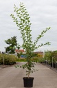 Crataegus media 'Paul's Scarlet' cont. 7,5L 80-100 cm +ф