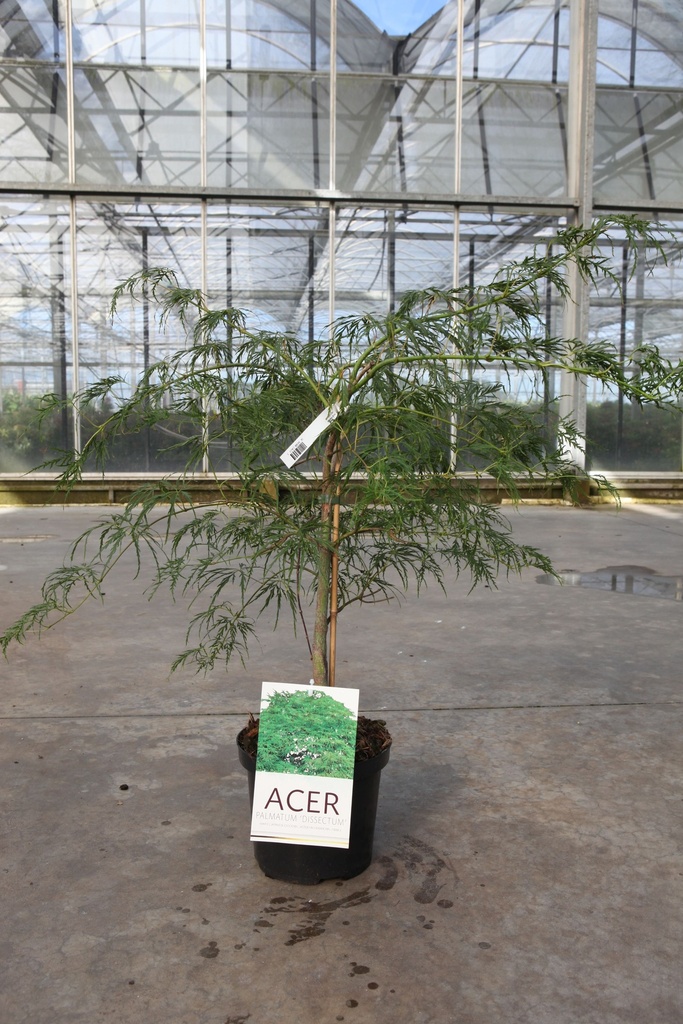 [P] Acer palmatum 'Dissectum' cont. 4L 40-50 cm +ф