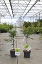 Acer palmatum 'Dissectum' Kont. 4L 40-50 cm +B