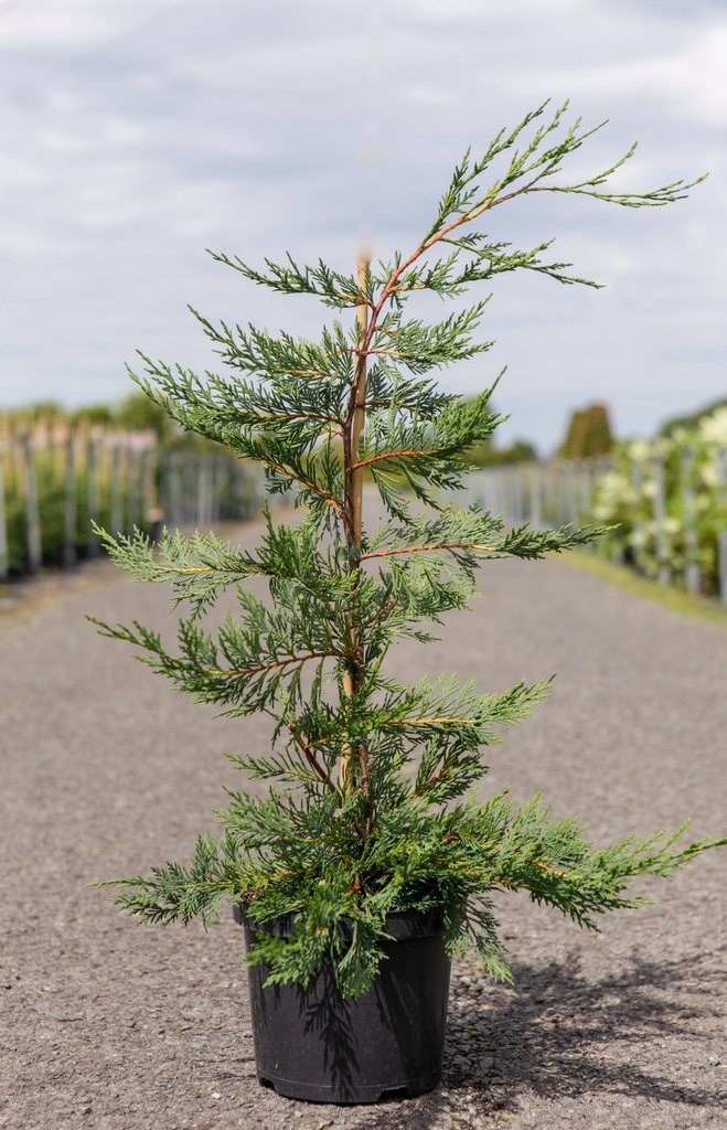 Cupressocyparis leylandii cont. 4L 100/+ cm