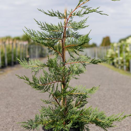 [P] Cupressocyparis leylandii cont. 4L 100/+ cm