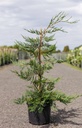 Cupressocyparis leylandii cont. 4L 100/+ cm