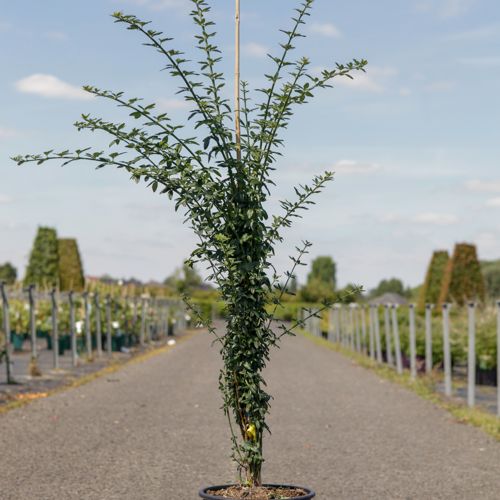 [P] Jasminum nudiflorum cont. 9L haut 150/+ cm +p