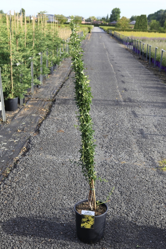 Jasminum nudiflorum cont. 9L hoog 150/+ cm +f