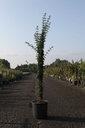 Jasminum nudiflorum cont. 9L haut 150/+ cm +p