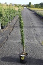 Jasminum nudiflorum cont. 9L high 150/+ cm +p