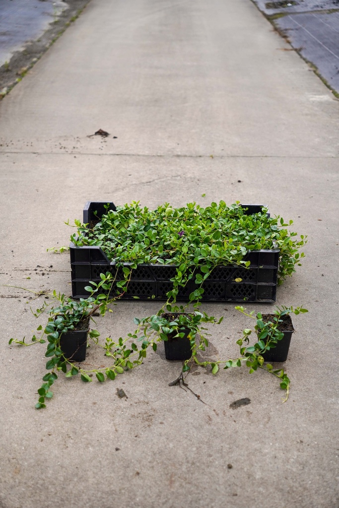 [P] Vinca minor 'Verino' cont. 0,4L (P9) (красный)