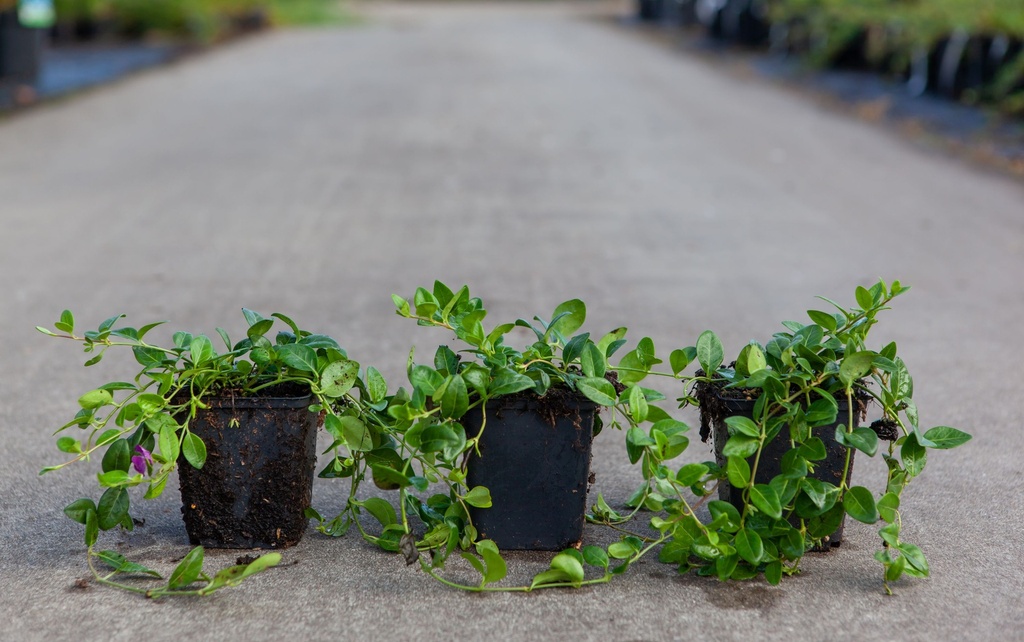 Vinca minor 'Verino' cont. 0,4L (P9) (rood)