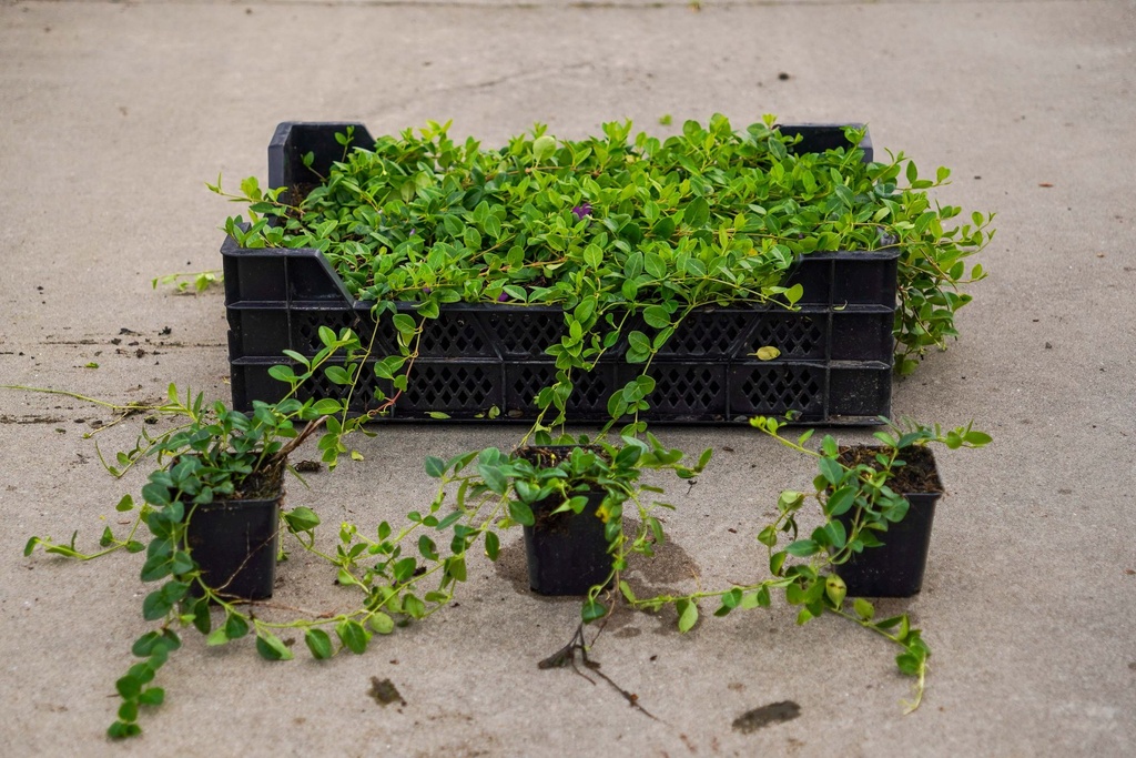 [P] Vinca minor 'Verino' poj. 0,4L (P9) (czerwony)