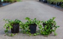 Vinca minor 'Verino' cont. 0,4L (P9) (rood)