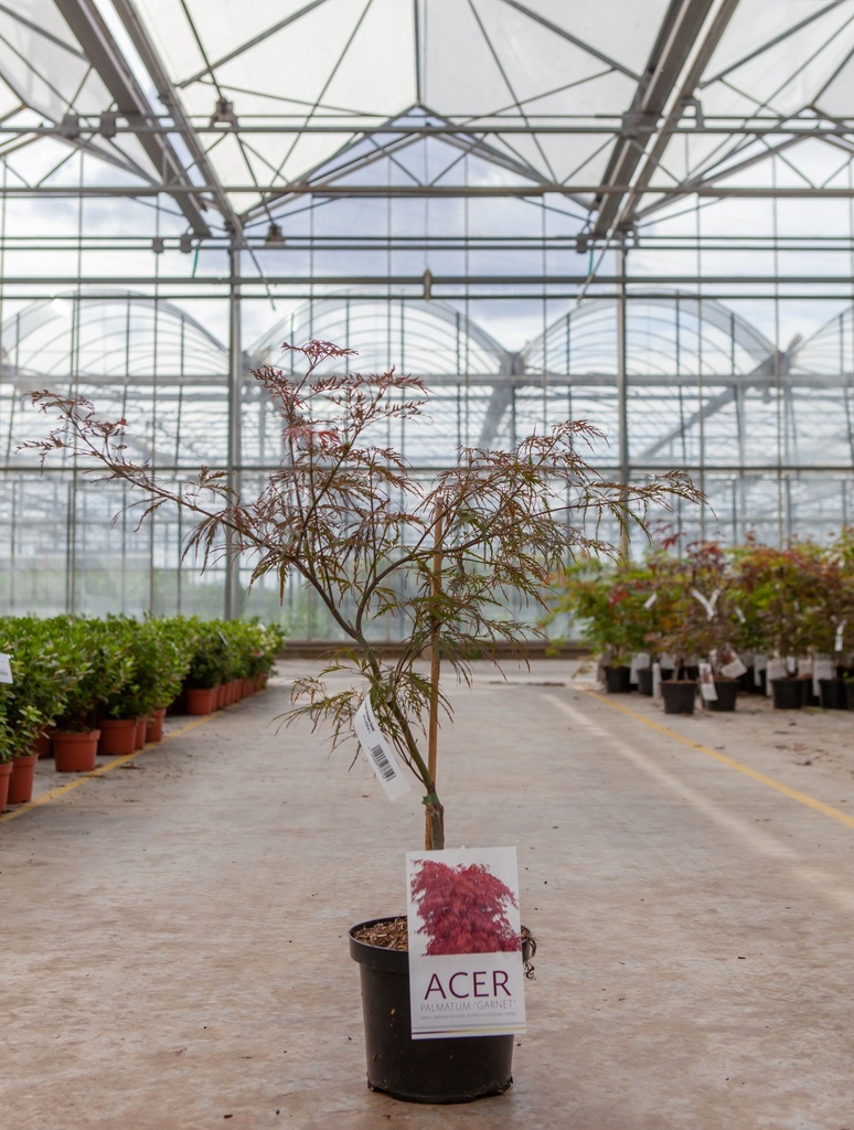 [P] Acer palmatum 'Dissectum Garnet' cont. 4L 40-50 cm +p