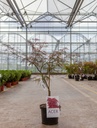 Acer palmatum 'Dissectum Garnet' cont. 4L 40-50 cm +f