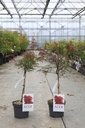 Acer palmatum 'Dissectum Garnet' cont. 4L 40-50 cm +p