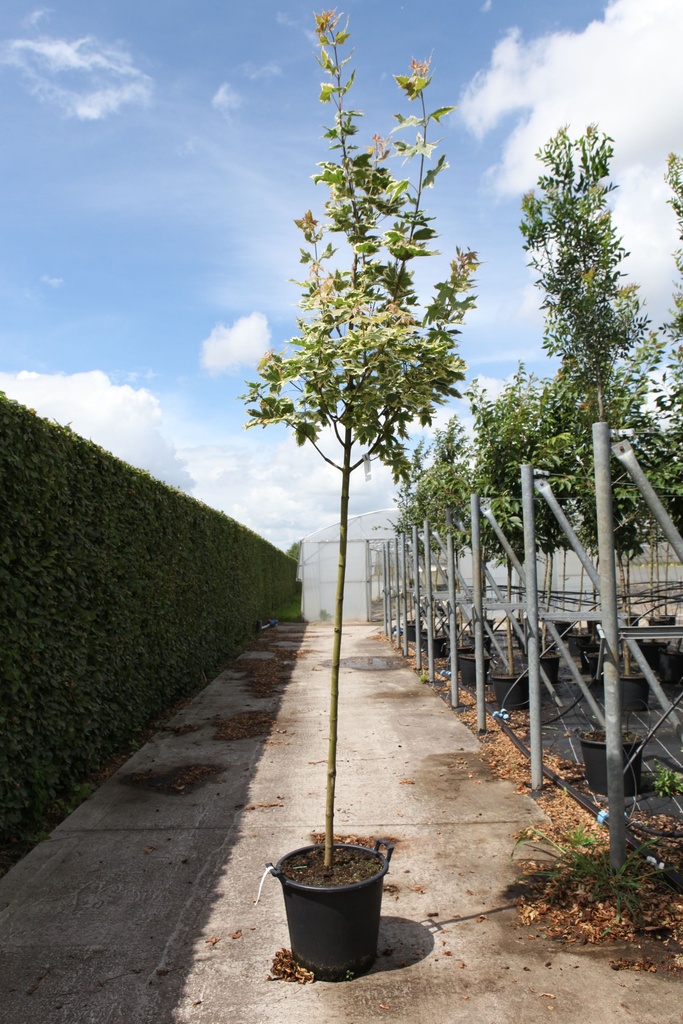 Acer platanoides 'Drummondii' cont. 35L standard 10-12