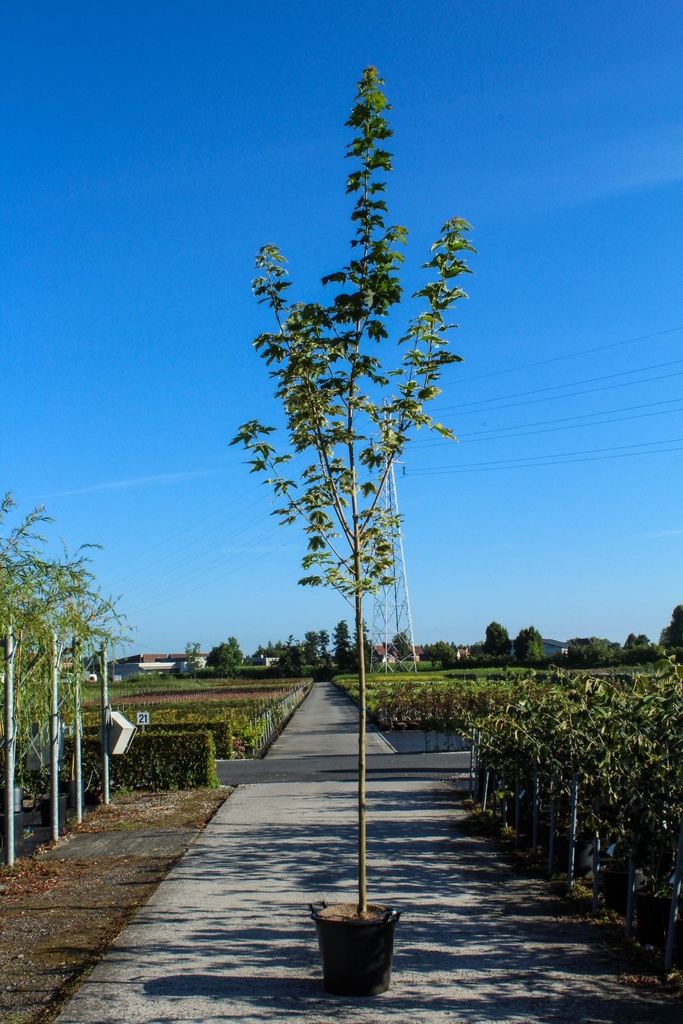 [P] Acer platanoides 'Drummondii' cont. 35L tige haute 10-12
