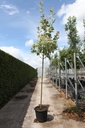 Acer platanoides 'Drummondii' cont. 35L Stamm 10-12