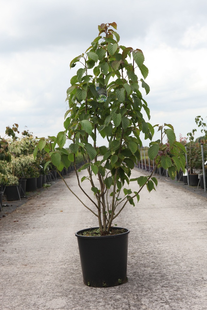 Davidia involucrata vilmoriniana cont. 18L 125-150 cm +B
