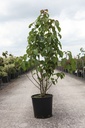Davidia involucrata vilmoriniana cont. 18L 125-150 cm