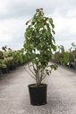 Davidia involucrata vilmoriniana cont. 18L 125-150 cm