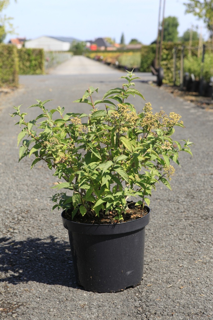 Deutzia compacta 'Lavender Time' cont. 10L 50-60 cm +B