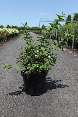 [P] Deutzia compacta 'Lavender Time' cont. 10L 50-60 cm +p