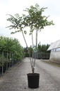 Decaisnea fargesii cont. 18L 125/+ cm +ф