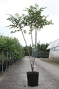 Decaisnea fargesii cont. 18L 125/+ cm +f