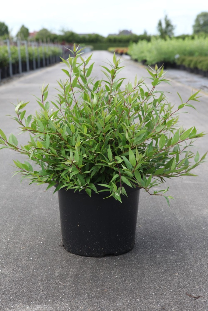 Deutzia gracilis 'Nikko' cont. 10L 40-50 cm +p