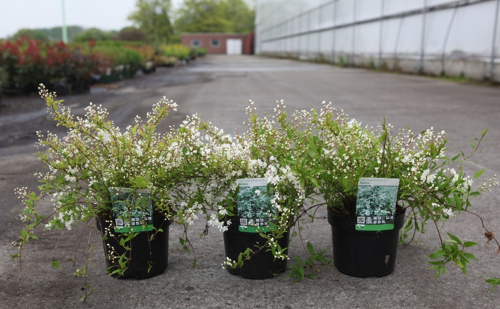 [P] Deutzia gracilis 'Nikko' cont. 3,6L 30-40 cm +ф