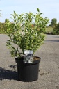 Deutzia gracilis cont. 10L 60-80 cm +f