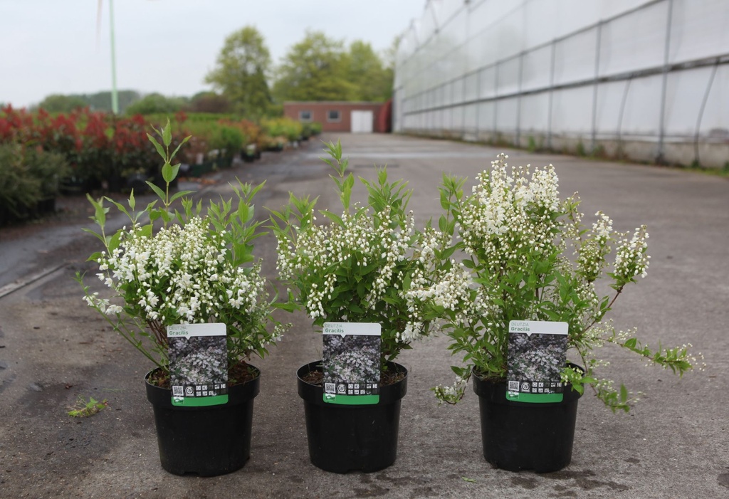 [P] Deutzia gracilis cont. 3,6L 30-40 cm +ф