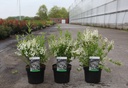 Deutzia gracilis cont. 3,6L 30-40 cm +f