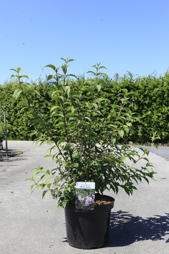 Deutzia hybrida 'Mont Rose' Kont. 10L 80-100 cm +B